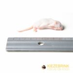 Mice Fuzzies/Fluffs 25 pack 3-5g