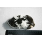 Hamster Small 10 Pack