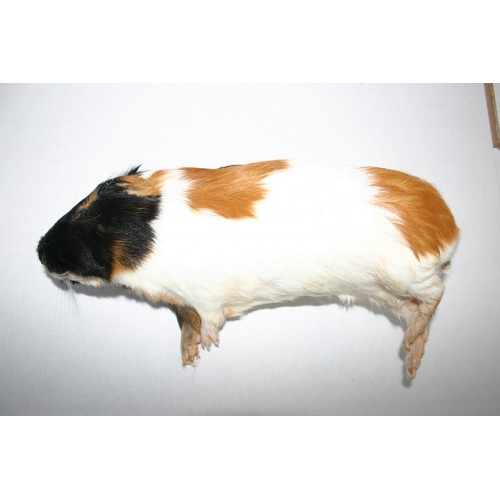 261A.jpg Guinea Pigs Medium - Image 1