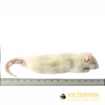 Rat Large Weaners 60-90g 10 pack