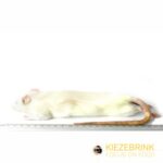 Rat Large 250-350g 5 pack