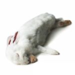 Rabbit XL 2-3kg