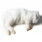 Rabbit Medium 500g-1kg