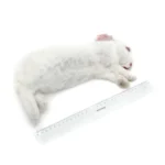 KB Rabbit Box 0.9-1.3kg x7-11 - Image 2