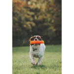 Chuckit! Air Fetch Stick Large DISCONTINUED - Image 9