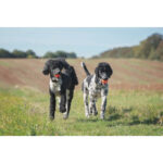 Chuckit! Air Fetch Ball XL - Image 7