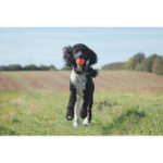 Chuckit! Air Fetch Ball XL - Image 8