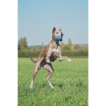 Chuckit! Ultra Squeaker Ball Extra-Large - Image 7