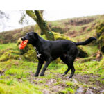 Chuckit! Air Fetch Wheel - Image 9