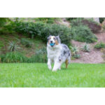 Chuckit! Sniff Fetch Balls Duo Medium 2 Pack - Image 5