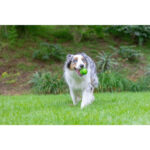 Chuckit! Sniff Fetch Ball Peanut Butter Medium 1pk - Image 6