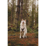 Chuckit! NFD ECO Fetch Day Ball Medium 1pk - Image 7