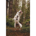 Chuckit! NFD ECO Fetch Day Ultra Stick 1pk - Image 7