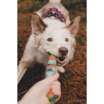 Chuckit! NFD ECO Fetch Day Ultra Stick 1pk - Image 8