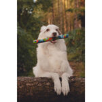 Chuckit! NFD ECO Fetch Day Ultra Stick 1pk - Image 9