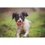 Chuckit! Air Fetch Ball Large 7.3cm - Image 8