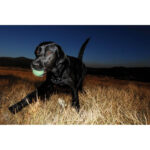 Chuckit! Max Glow Launcher With Glow Ball 25M Pro DISCONTINUED - Image 8