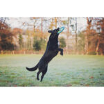 Chuckit! Amphibious Zipflight Medium 21cm DISCONTINUED - Image 8
