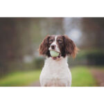 Chuckit! Fetch Medley 3 Pack Assorted Small 4.8cm - Image 3