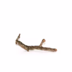 HabiStat Cork Branch, Approx 50cm  ( HDB500) - Image 2