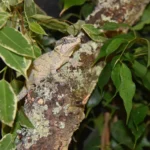 HabiStat Cork Branch, Approx 50cm  ( HDB500) - Image 3