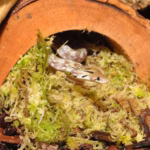HabiStat Sphagnum Moss, 12kg ( HSM12 ) - Image 2