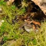 HabiStat Sphagnum Moss, 12kg ( HSM12 ) - Image 4
