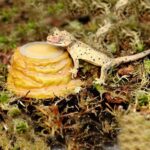 HabiStat Sandstone Jelly Pot Holder ( HRSJH ) - Image 3