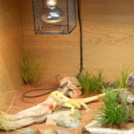 HabiStat Bearded Dragon Accessory Kit (HSBDAK) - Image 7