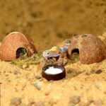 HabiStat Leopard Gecko Starter Kit, Black (HSLGSKB) - Image 6