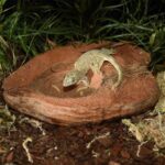 HabiStat Coco Bowl ( HSNCB ) - Image 8