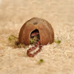HabiStat Hatchling Snake Starter Kit, Oak (HSSK) - Image 11