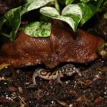 HabiStat Sculta Pod ( HSSP ) - Image 6