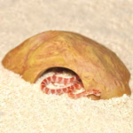 HabiStat Sandstone Reptile Cave, Medium ( HRSCM ) - Image 2