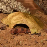HabiStat Sandstone Reptile Cave, Medium ( HRSCM ) - Image 3