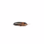 Monkfield Dubia Roaches, Medium, 15-20mm, 100 Bag (LDLM100)