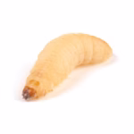 Monkfield Waxmoth Larvae (Waxworms), 15-20mm, 15g Pot (LWL50)