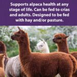 Mazuri Alpaca Care Pellet 18.14kg - Image 4