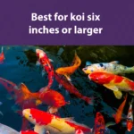 Mazuri Koi Pond Nuggets 9.07kg - Image 9