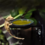 HabiStat Crested Gecko Diet Pouch 40g - Image 4